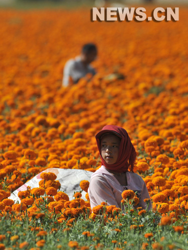 Saison des récoltes dans le pays des chrysanthèmes de pigment de la Chine