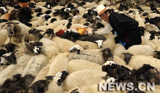 Foire aux moutons au Tibet