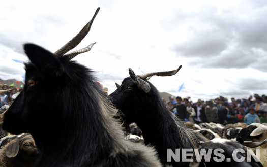 Foire aux moutons au Tibet