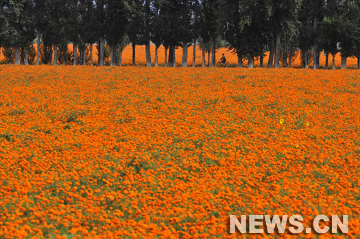 Saison des récoltes dans le pays des chrysanthèmes de pigment de la Chine