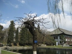 paysage à intérieur de l&apos;Université de Beijing