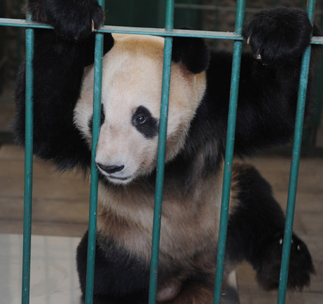 Un panda géant né au Japon est arrivé mardi au centre de reproduction de Chengdu, capitale de la province du Sichuan (sud-ouest), après une escale à Beijing.