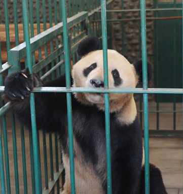 Un panda géant né au Japon est arrivé mardi au centre de reproduction de Chengdu, capitale de la province du Sichuan (sud-ouest), après une escale à Beijing.