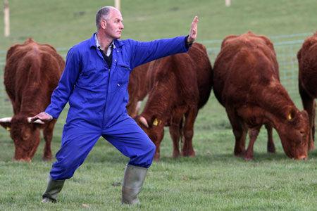 Un fermier anglais pratique le taijiquan pour exhorter ses vaches à produire plus de lait.