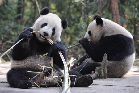 Les deux pandas géants offerts par la partie continentale de Chine sont arrivés à l'aéroport de  Taoyuan à Taipei mardi à 17H02.  