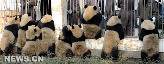 Dix pandas géants seront envoyés mardi par vol charter pour être exposés pendant un an à Shanghai, ville hôte de l'Exposition universelle 2010.