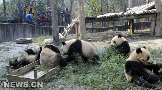 Dix pandas géants seront envoyés mardi par vol charter pour être exposés pendant un an à Shanghai, ville hôte de l'Exposition universelle 2010.