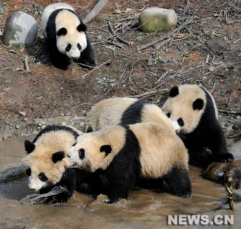 Dix pandas géants seront envoyés mardi par vol charter pour être exposés pendant un an à Shanghai, ville hôte de l'Exposition universelle 2010.