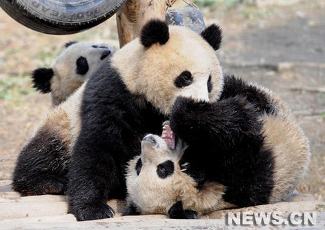 Dix pandas géants seront envoyés mardi par vol charter pour être exposés pendant un an à Shanghai, ville hôte de l'Exposition universelle 2010.