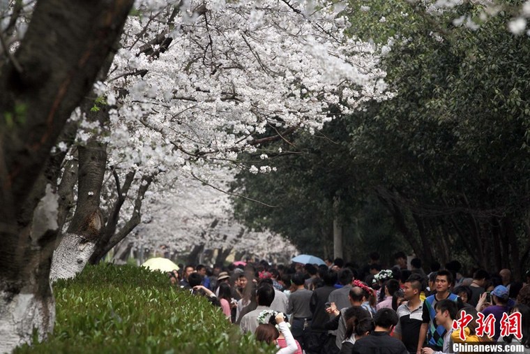 L&apos;université de Wuhan, province de Hubei (centre de la Chine)