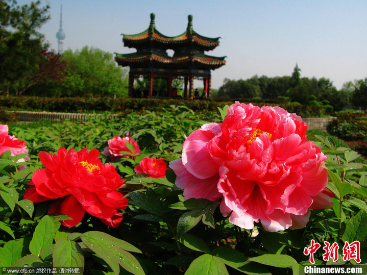 Luoyang, province du Henan (centre de la Chine)