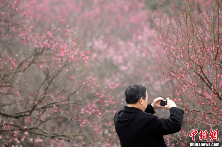 Mont de la fleur du prunier, province du Jiangsu (est de la Chine)