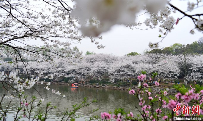 Les cerisiers en fleur à Changsha