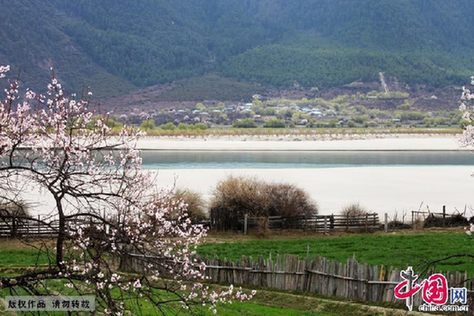 Grâce à ses vastes forêts et nombreuses variétés de fleurs alpines, la préfecture de Nyingchi est parfois surnommée « le bar à oxygène du plateau tibétain ». Au printemps, les fleurs de pêchers s&apos;épanouissent sur les deux rives du fleuve et nous offrent de magnifiques paysages.