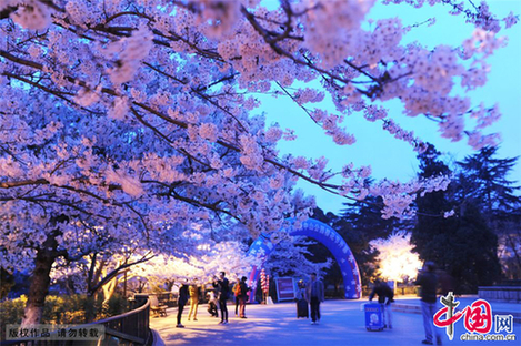 Qingdao : des cerisiers en fleurs illuminés !