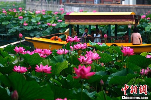 Les lotus du lac Beihai sont en floraison